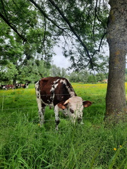 IMG-20240521-WA0030
